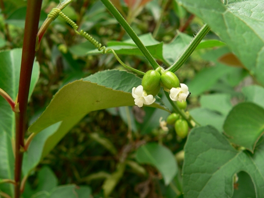 {Cayaponia quinqueloba